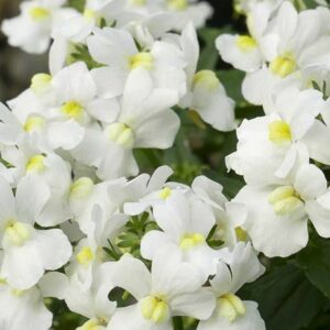 Nemesia Sunpeddle White