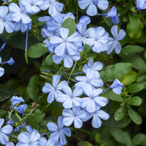 Plumbago Auriculata Bleu
