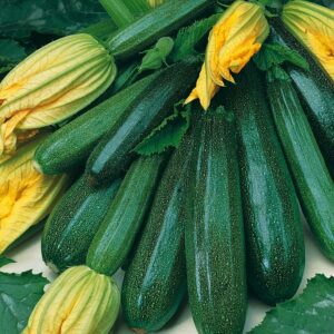 Courgette Verte Maraicher