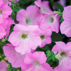 Petunia Surfi Big Pink