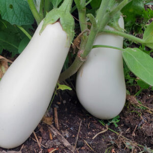 Aubergine Bianca