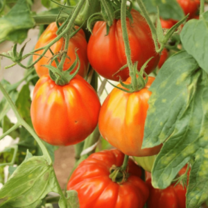 Tomate Cœur De Bœuf Gourmandia