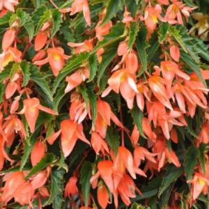 Begonia Boliviviensis Orange