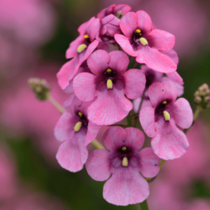 Diascia Genta Giant Pink