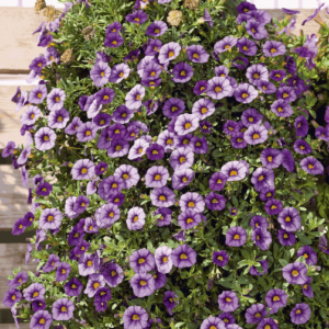 Calibrachoa Purple