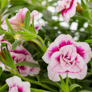 Calibrachoa Double Pink Bicolor