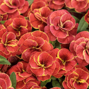 Calibrachoa Double Sunset Bicolor