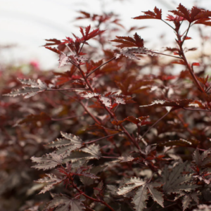Hibiscus Mahogany Splendor