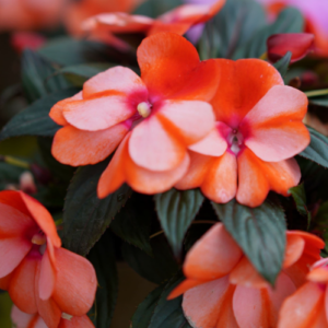 Impatiens Nouvelle Guinée Variés