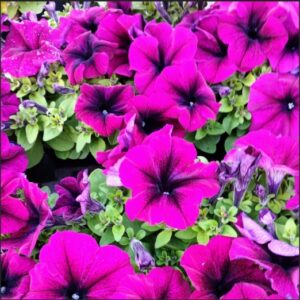 Petunia Surfi Big Purple