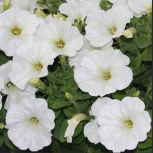 Petunia Surfi White