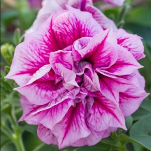 Petunia Tumbelina Helenna