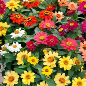 Zinnia Profusion Variés
