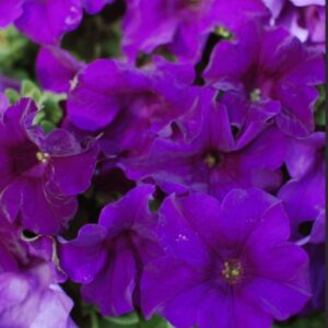 Petunia Surfi Velvet Blue