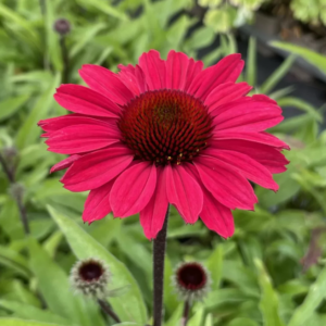 Echinacea Sunseekers Scarlet