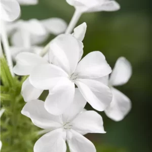 Plumbago Auriculata Blanc