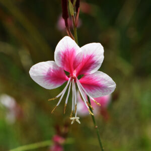 Gaura Compact Rose