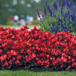 Begonia Big Rouge F. Bronze