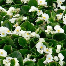Begonia Ambassador Blanc