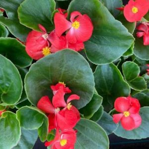 Begonia Ambassador Rouge