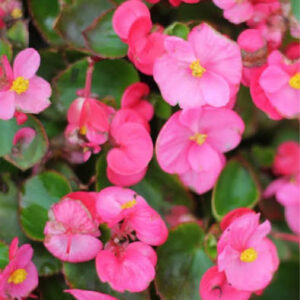 Begonia Ambassador Rose Vif