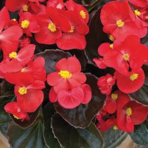 Begonia Senator Rouge
