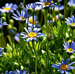 Ageratum Ville De Mer