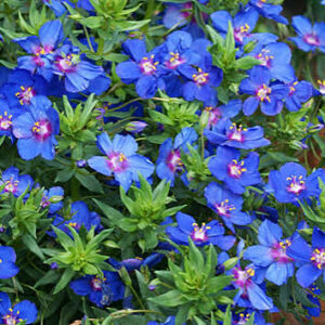 Angelonia Alonia Bicolor Pink