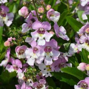 Angelonia Alonia Indigo