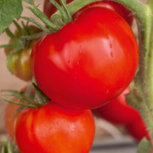 Tomate Saint Pierre