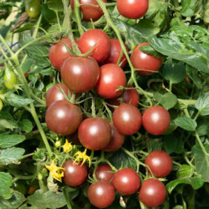 Tomate Black Cherry