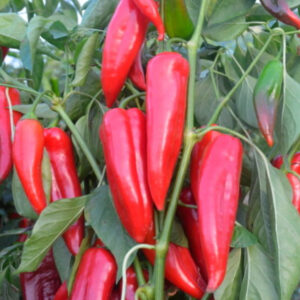 Poivron Corne De Bœuf Pantos