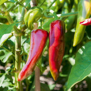 Piment Gorria. Type 'Espelette'