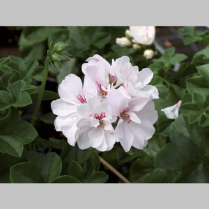 Geraniums Lierres Tiges Blanches Ou Verte