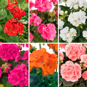 Geraniums Zonales Mix