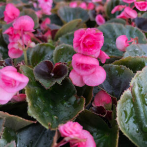 Begonia Doublet Varies
