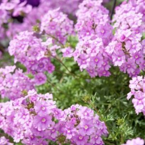 Verveine Vivace Tapien Sky Blue