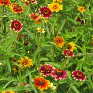 Zinnia Magellan Variés