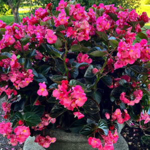 Begonia Big Rose F. Bronze