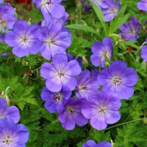 Geranium Vivace Rozanne