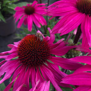 Echinacea Sunseekers Rosy