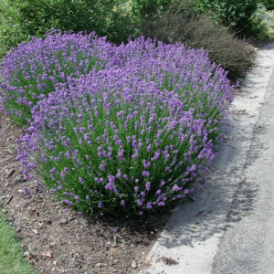 Lavandula Grosso