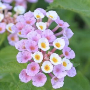 Lantana Camara Arbustif Variés