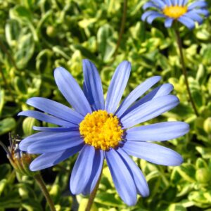 Agathea Felicia Classique