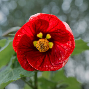 Abutilon Red Princess