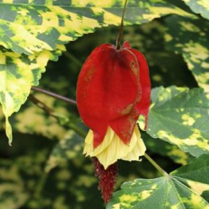 Abutilon Megapotanicum Var