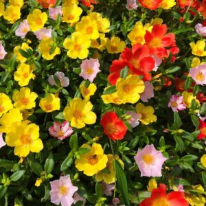 Portulacca