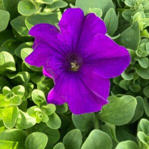 Petunia Surfi Big Giant Blue
