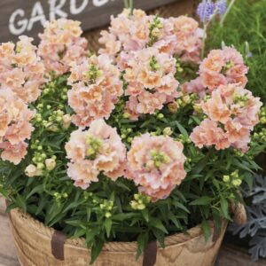 Mufflier Twinny Variés