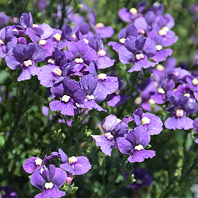 Nemesia Nesia Denim